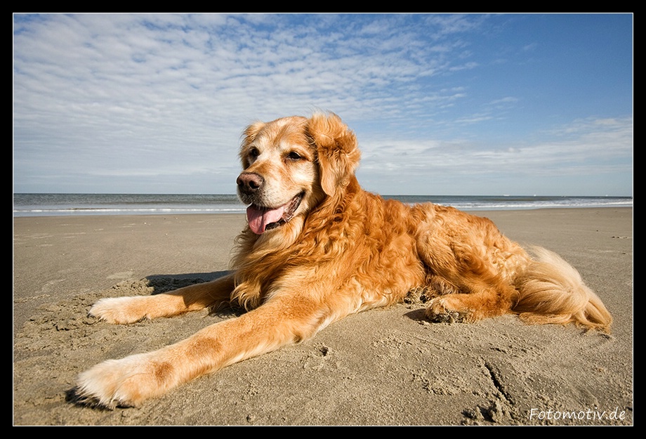 Ich heiße Fido und bin zurück von Wangerooge...