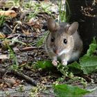 ich heiße "Maus"