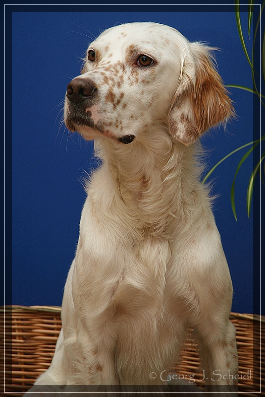 Ich heiße Sam - und bin ein English-Setter