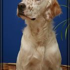 Ich heiße Sam - und bin ein English-Setter