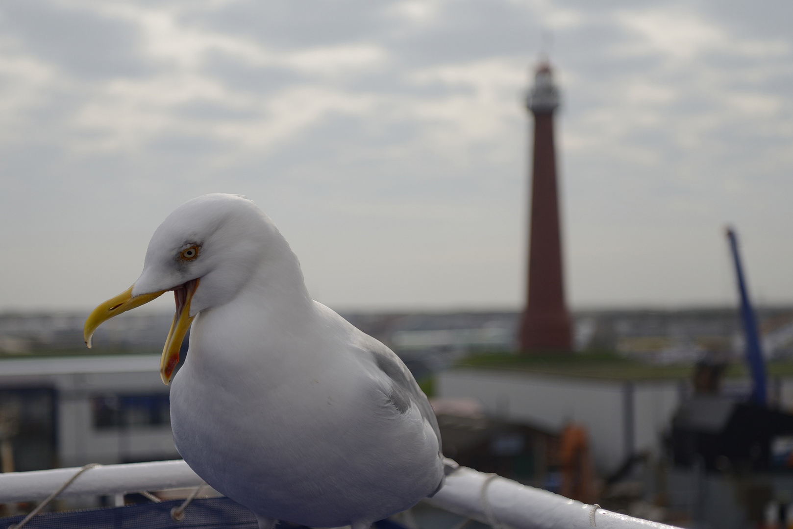 Ich heiße sie an Bord herzlich willkommen.... Foto & Bild hafen, natur, tiere Bilder auf Ich heiße sie an Bord herzlich willkommen.... Foto & Bild hafen, natur, tiere Bilder auf