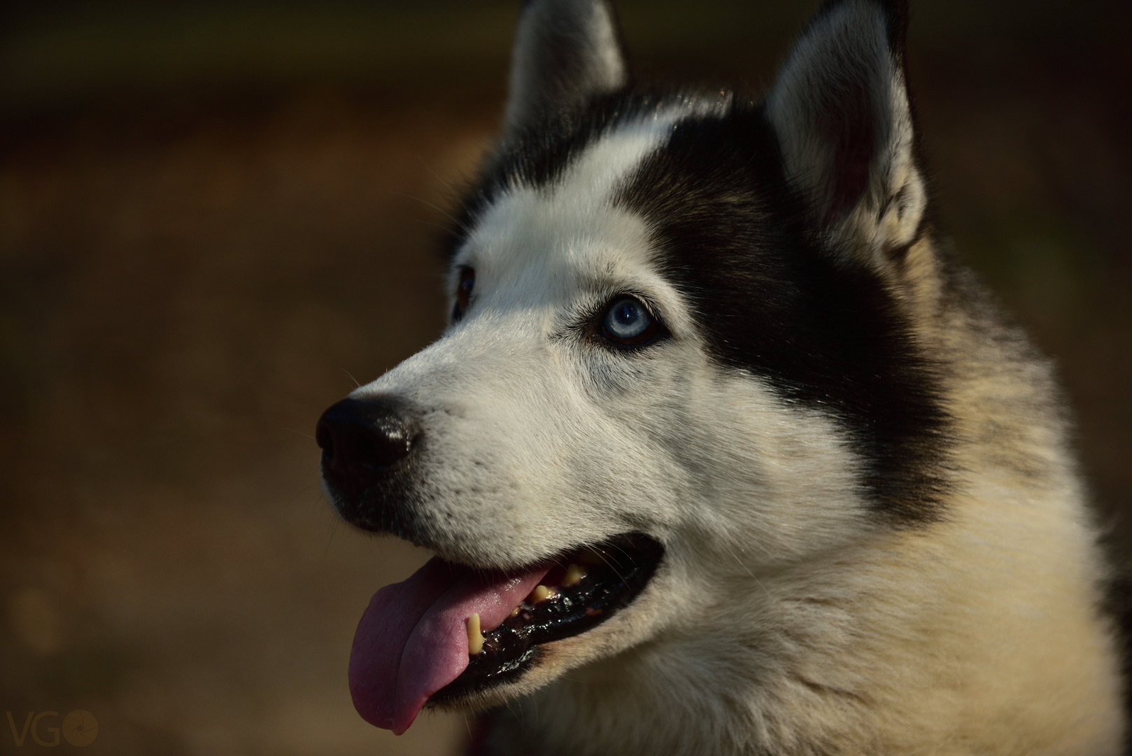 snowball hund