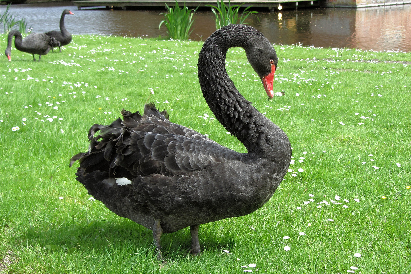 Ich heiße Trauerschwan wegen meiner Farbe, bin ansonsen aber ein sehr zufriedener Vogel.