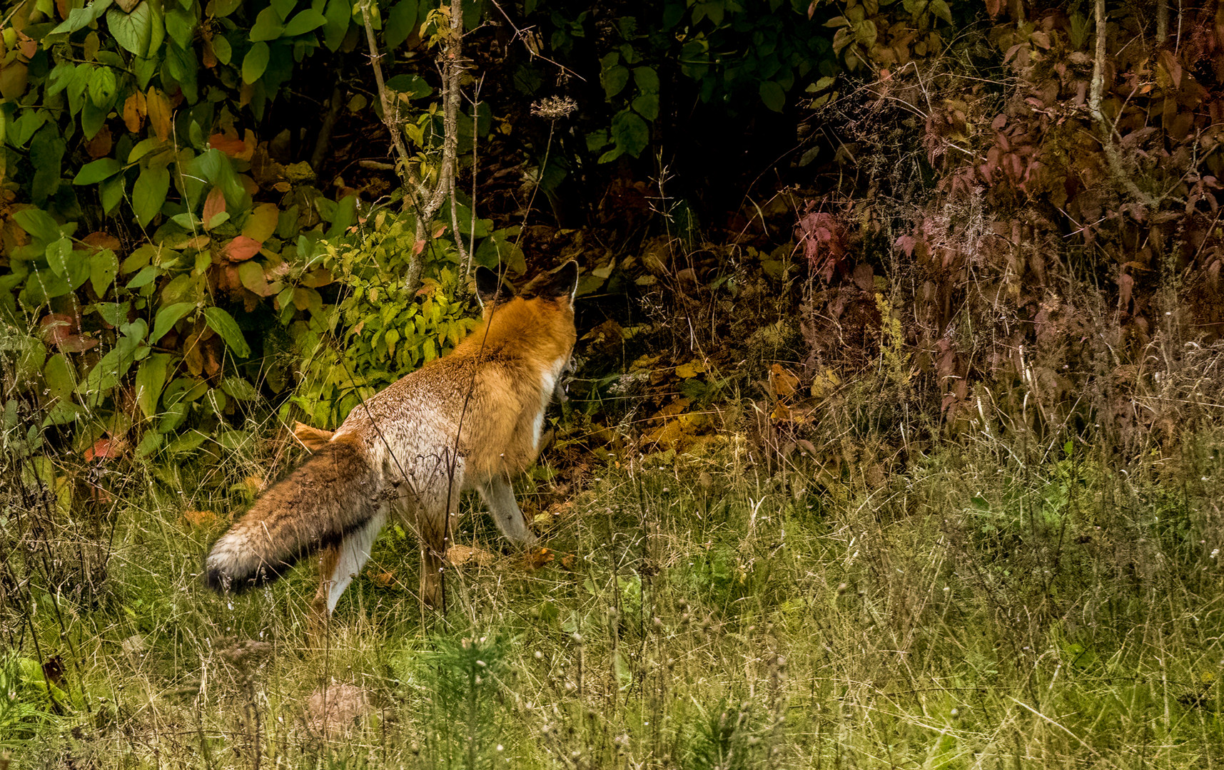 "ICH HEULE IMMER NOCH ......"  (ISO 6400)