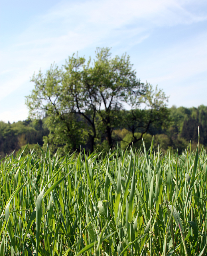 Ich hör das Gras wachsen...