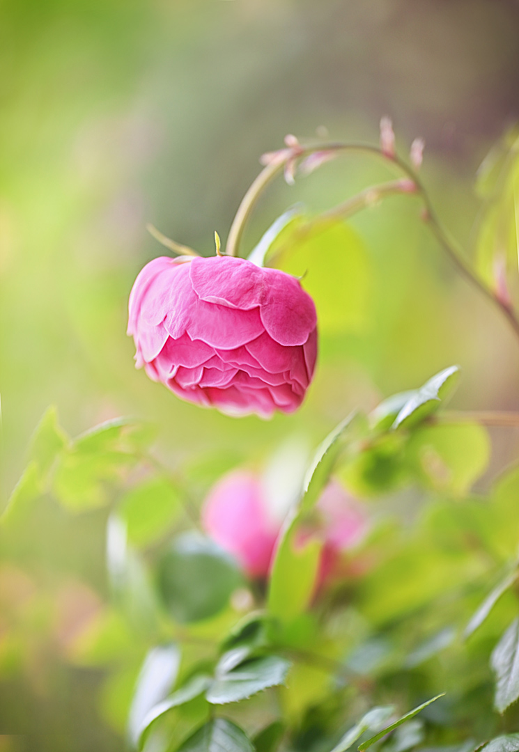 ich höre in märchenstille das duftende rosenläuten ...