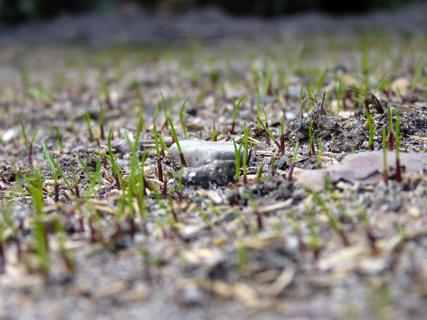 ich höre schon das Gras wachsen