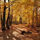 Ich hoffe der Herbst zeigt sich nochmal von seiner schönsten Seite.