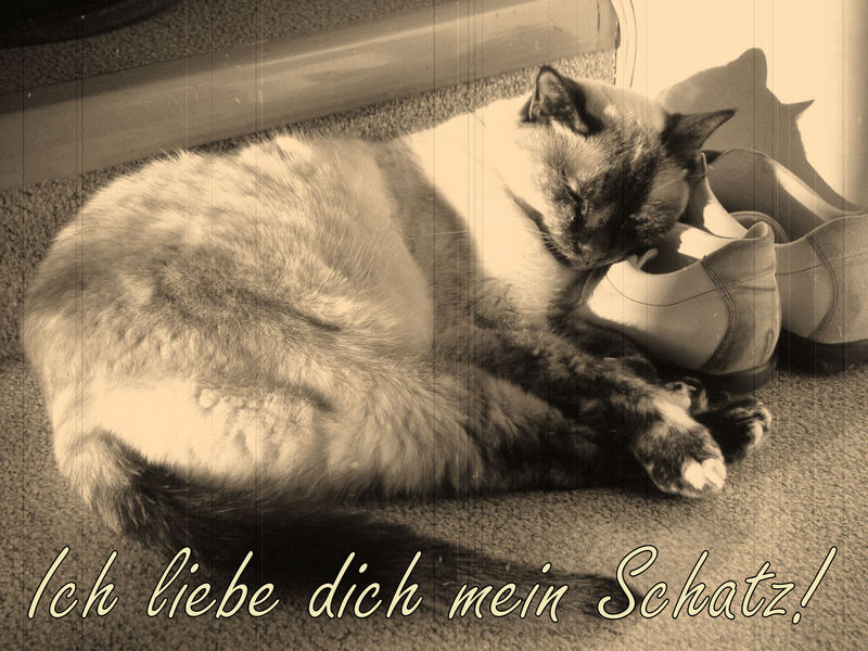 Ich hoffe es geht dir gut! Foto & Bild tiere, haustiere, katzen Bilder auf