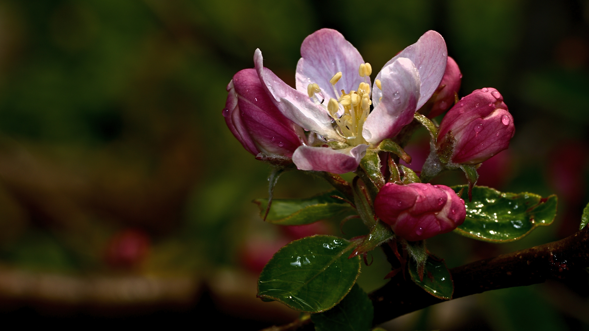 Ich hoffe es wird ein Apfel