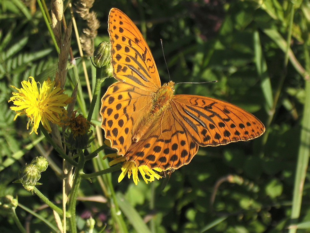 Ich hoffe es wird ein schöner Sommer 2009.Damit wir reichlich umher flattern können .