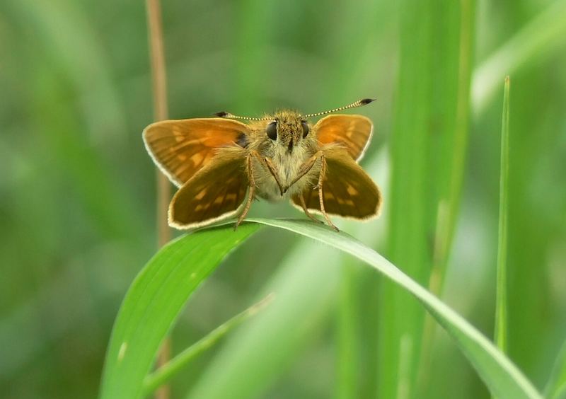 Ich hoffe jetzt lieg ich richtig: Ochlodes sylvanus - Rostfarbiger Dickkopf