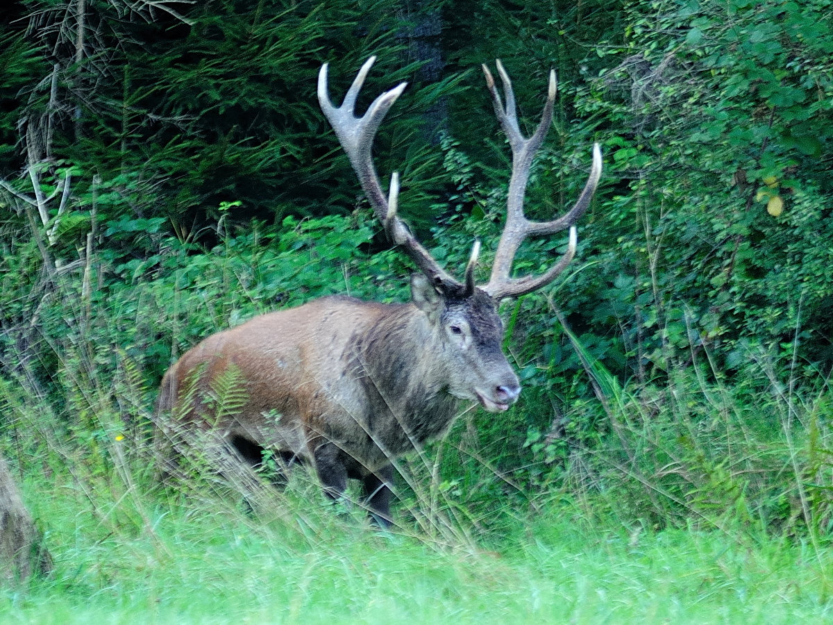 ich hoffe mal, dass er die Jagdsaison...