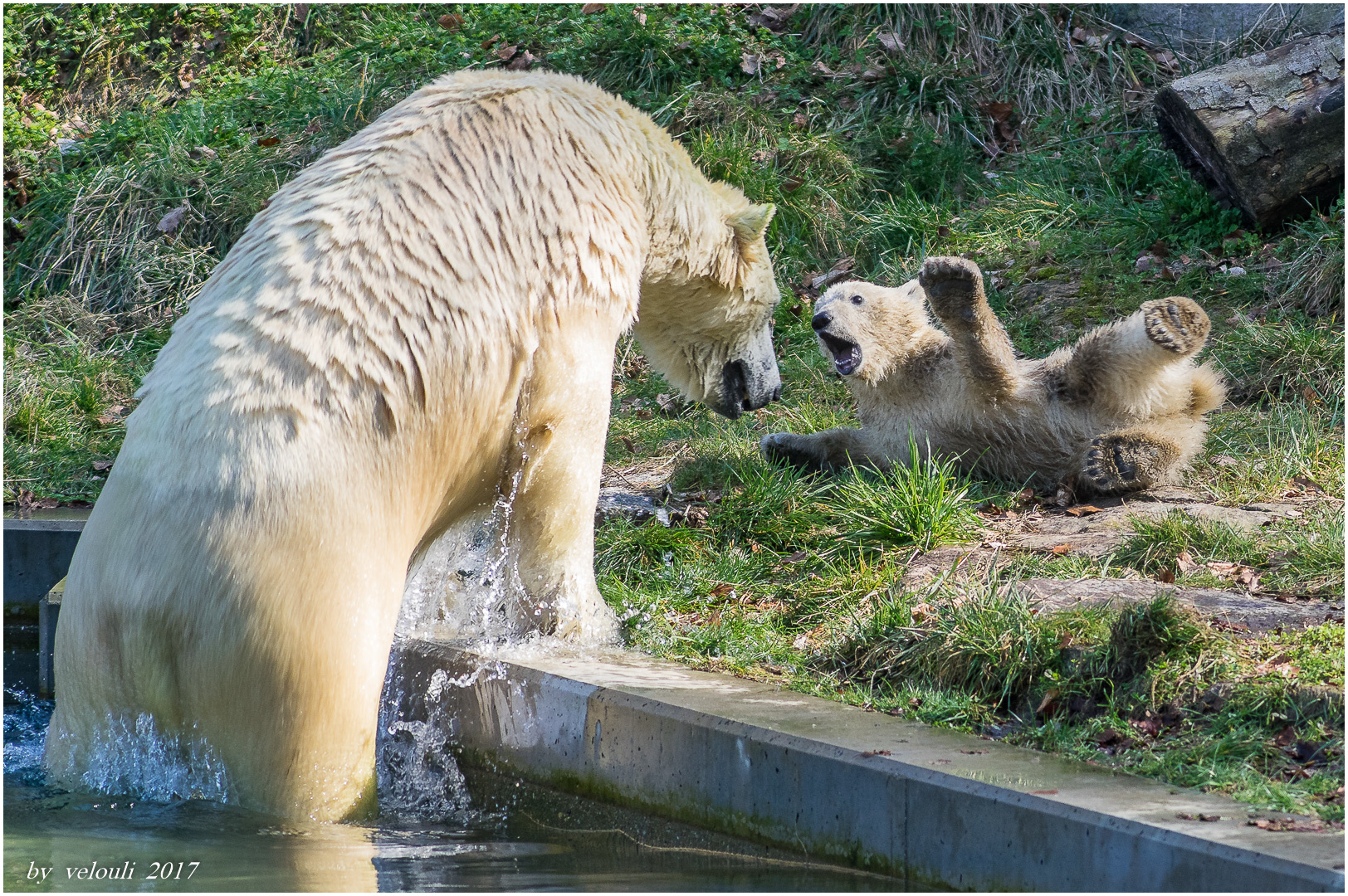 ich hol dich jetzt ins Wasser....nein!