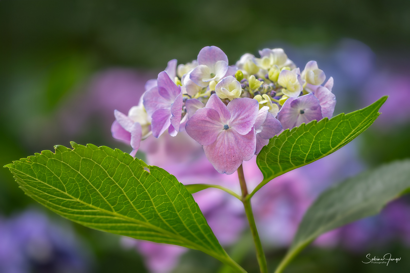 Ich horte Hortensien ;-)