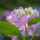 Ich horte Hortensien ;-)