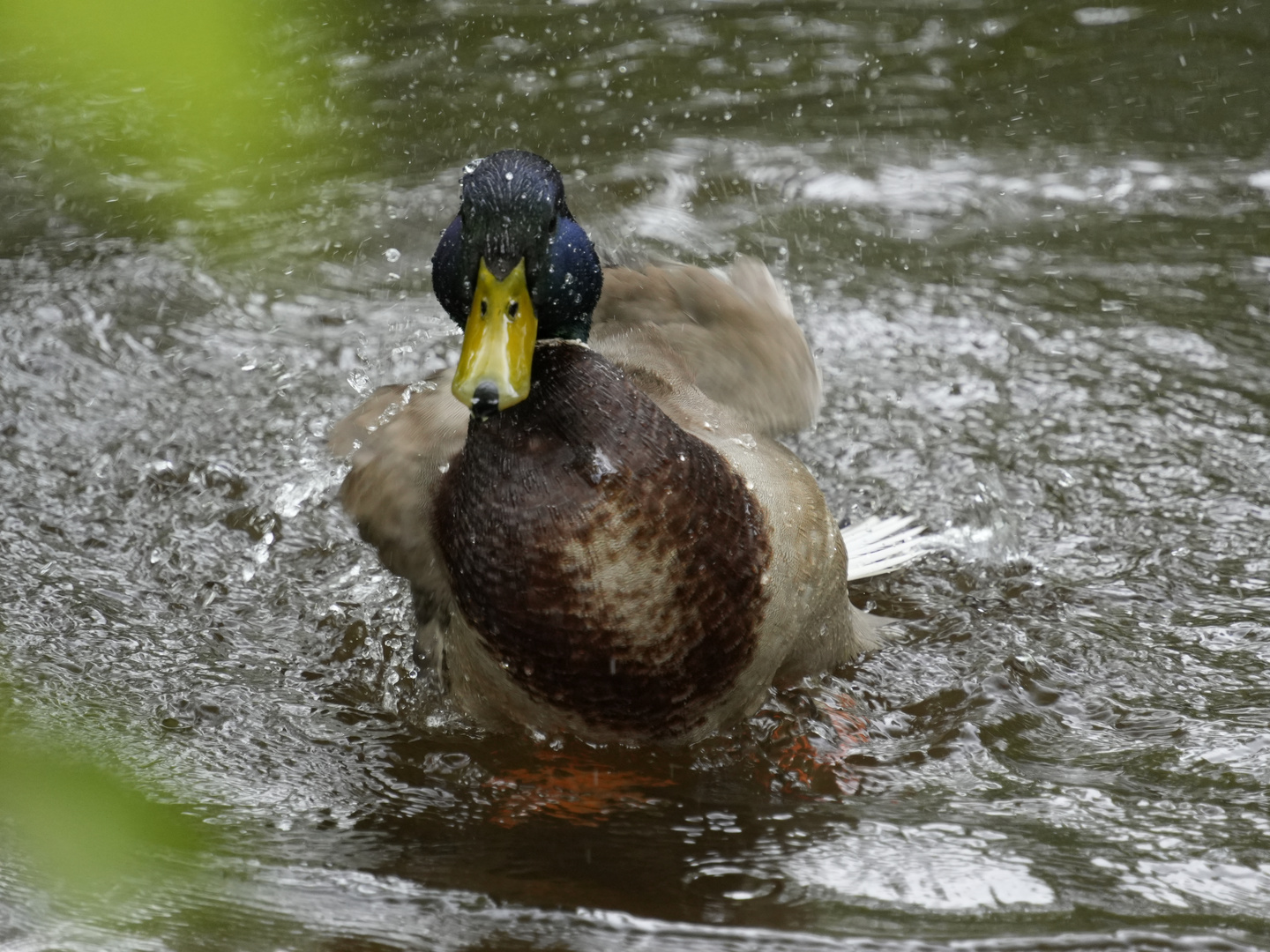 Ich hüpfe mal durch das Wasser..