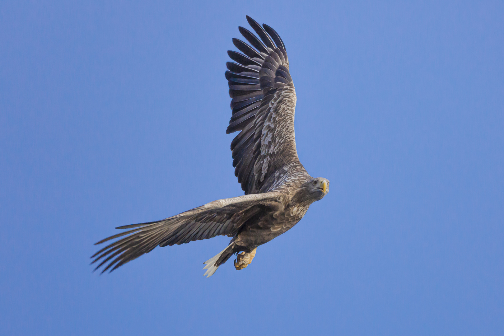 Ich kann auch kurven fliegen 