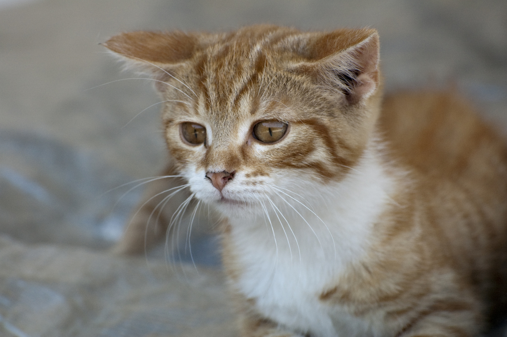 Ich Kann Auch Lustig Foto Bild Tiere Haustiere Katzen Bilder Auf Fotocommunity
