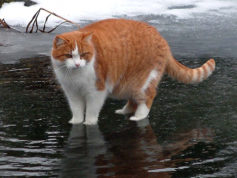 Ich kann auf dem Wasser gehen, ...