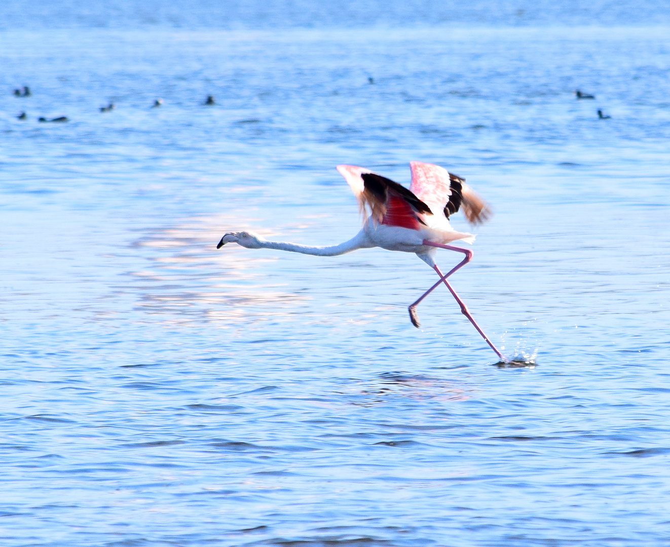 ... ich kann auf dem Wasser laufen ...