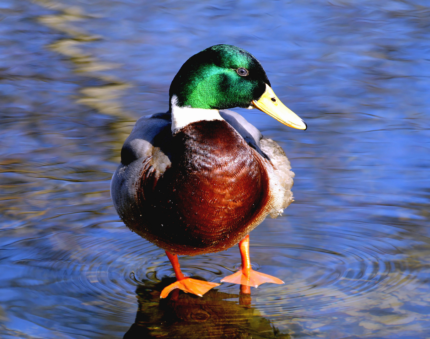  Ich kann auf dem Wasser stehen 