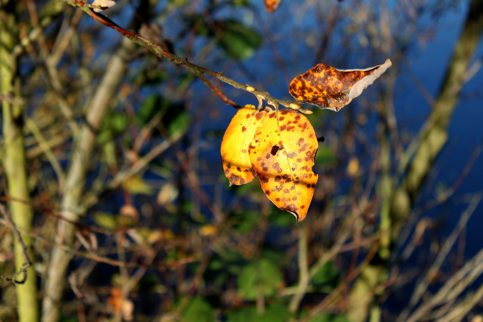 ......ich kann den Herbst sehen