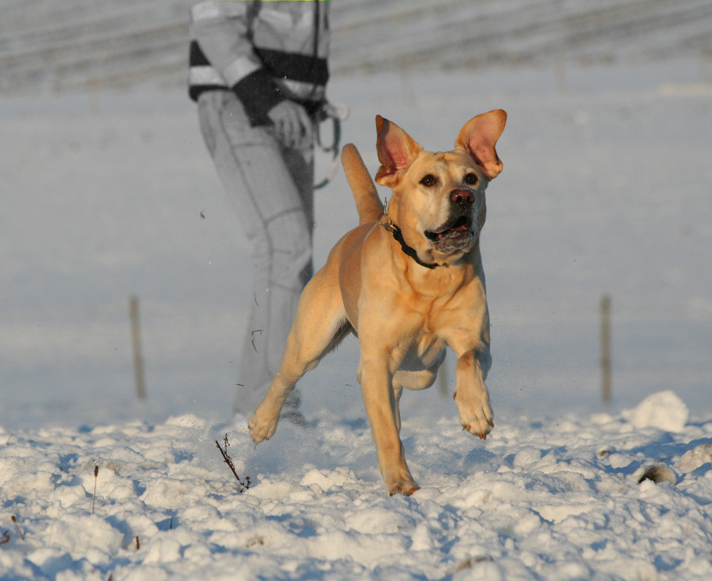 ich kann den Schneeball fliegen hören