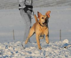 ich kann den Schneeball fliegen hören