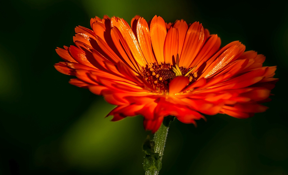 "Ich kann die Leuchtblume doch nicht Unfotografiert in der Abendsonne stehen lassen - oder?