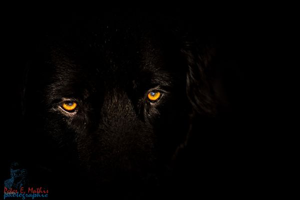 Ich kann euch sehen (Blacky2)