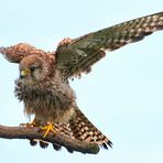 ICH KANN FLIEGEN !