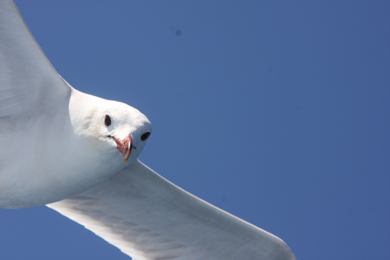 Ich kann fliegen, Du nur fotografieren !