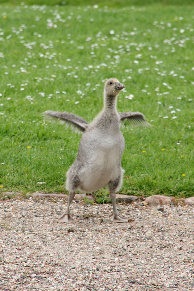 Ich kann fliegen, ich kann es...bestimmt!