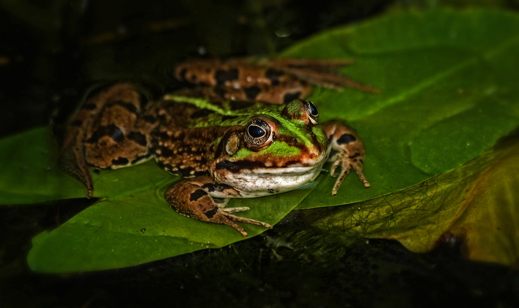 "Ich kann halt NICHT anders ...." sprach der Frosch