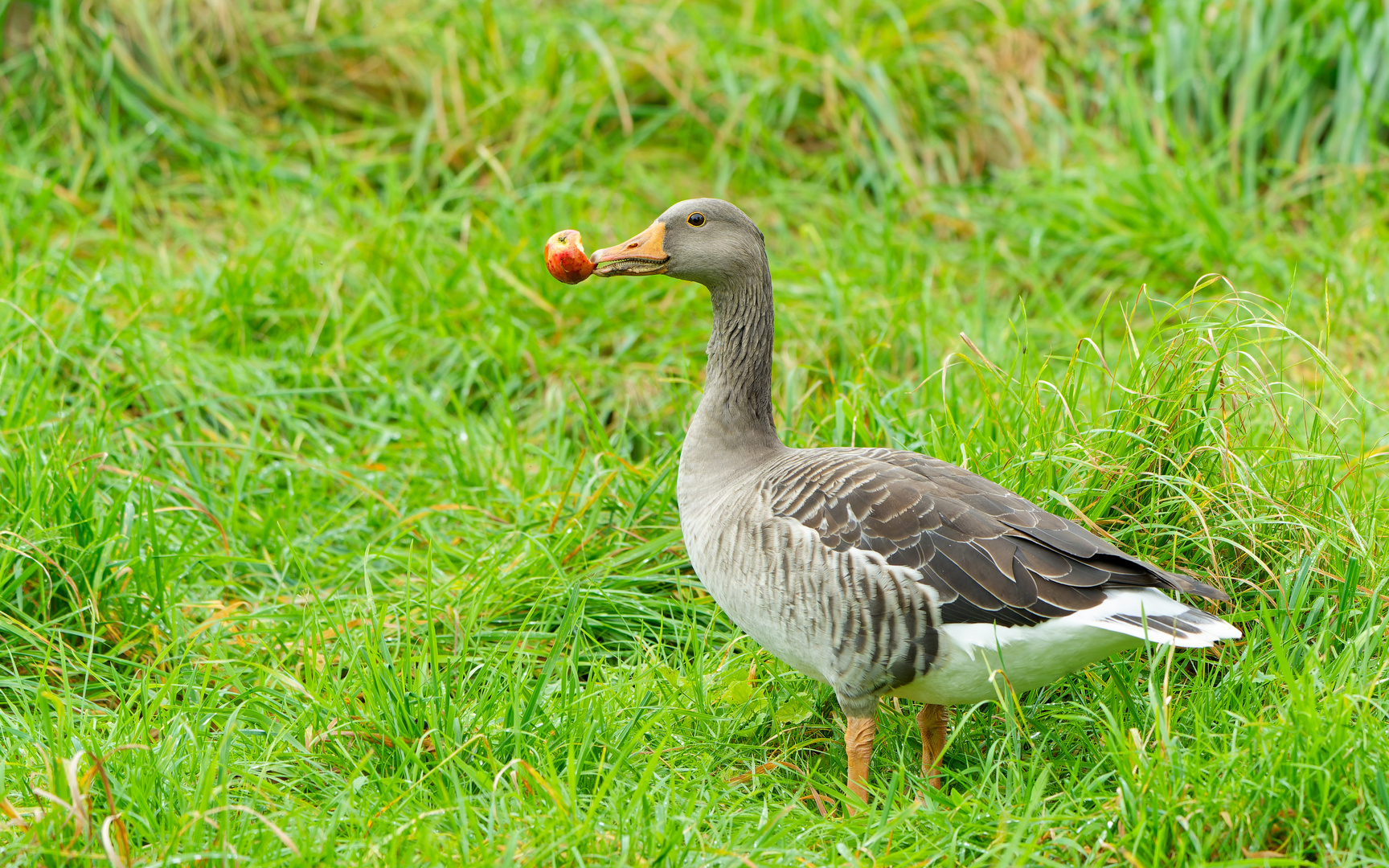 ich kann kein Gras mehr sehen