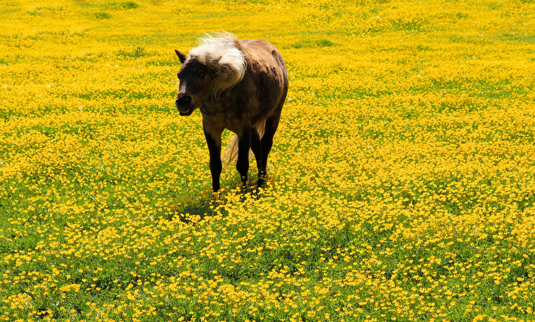 Ich kann keine Butterblumen mehr sehen...