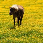 Ich kann keine Butterblumen mehr sehen...