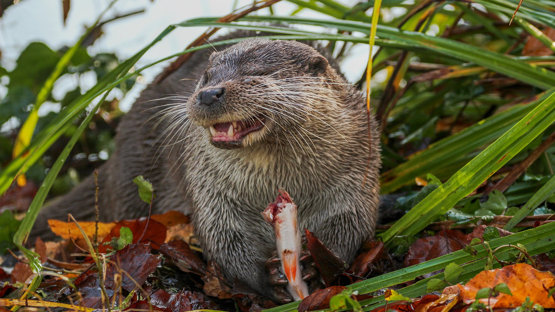 Ich kann keinen Fisch mehr sehen!