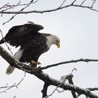 Ich kann langsam wieder fliegen