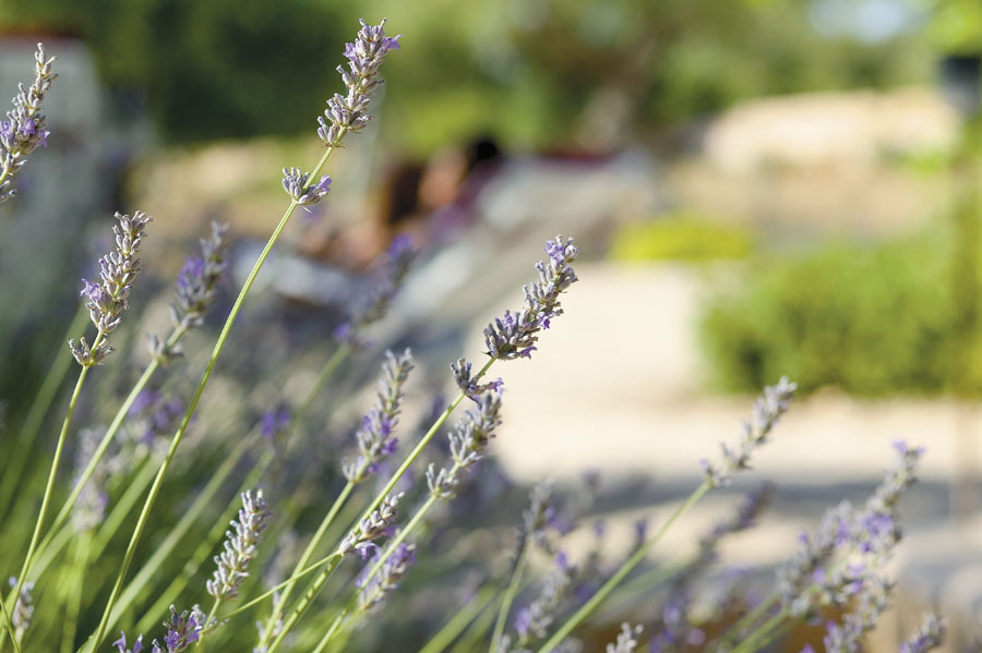 ich kann lavendel einfach nicht nicht fotografieren :-)