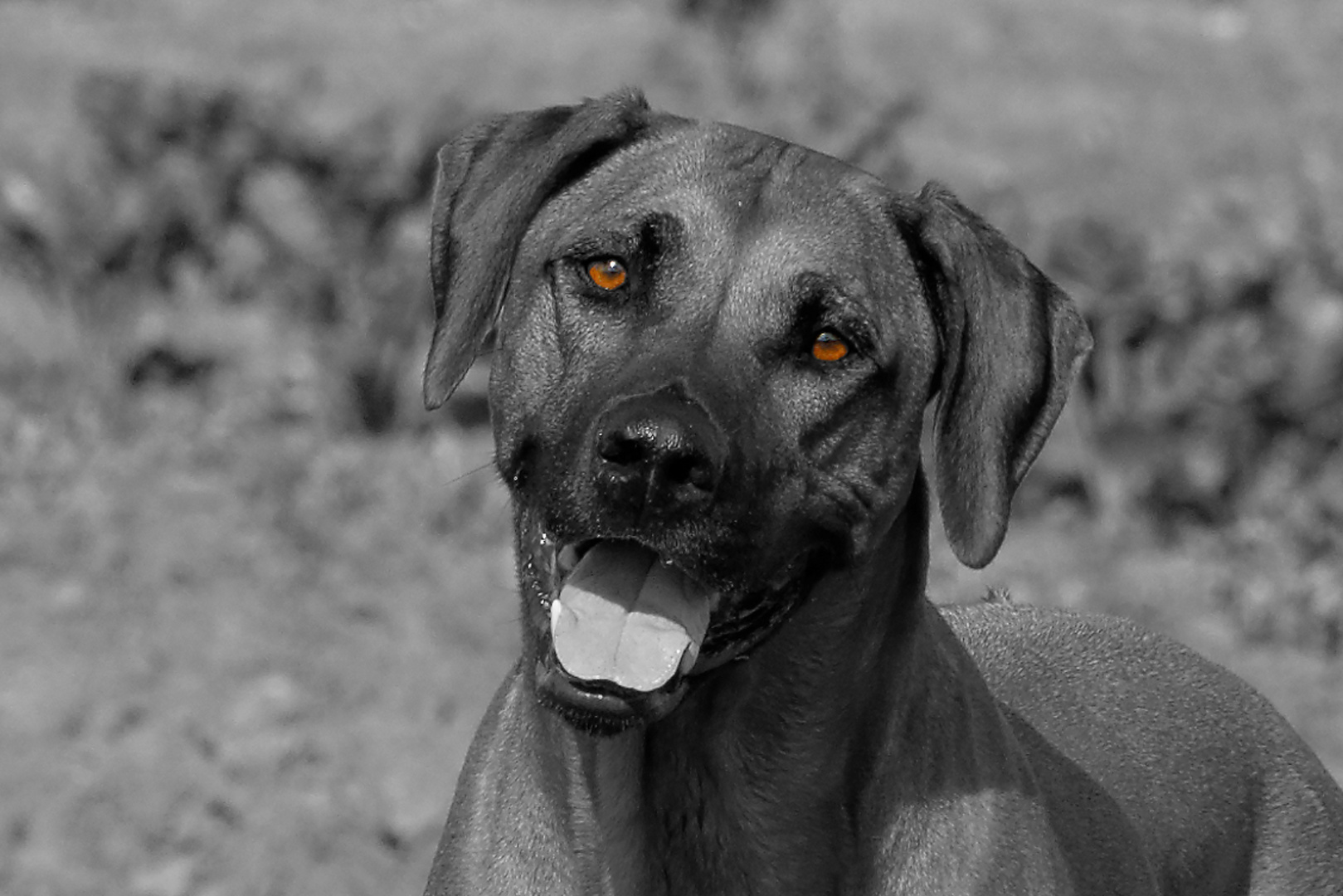 ich-kann-lieb-gucken-foto-bild-tiere-haustiere-hunde-bilder-auf