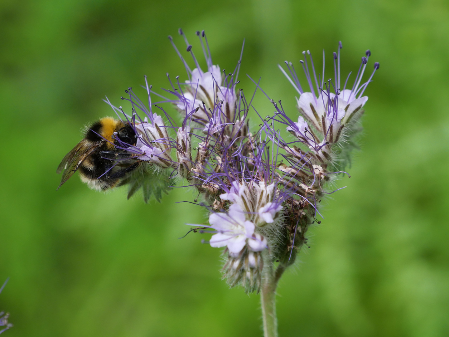 Ich kann mich nicht satt sehen am Treiben und wachsen in unserer Bienenweide!