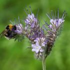 Ich kann mich nicht satt sehen am Treiben und wachsen in unserer Bienenweide!