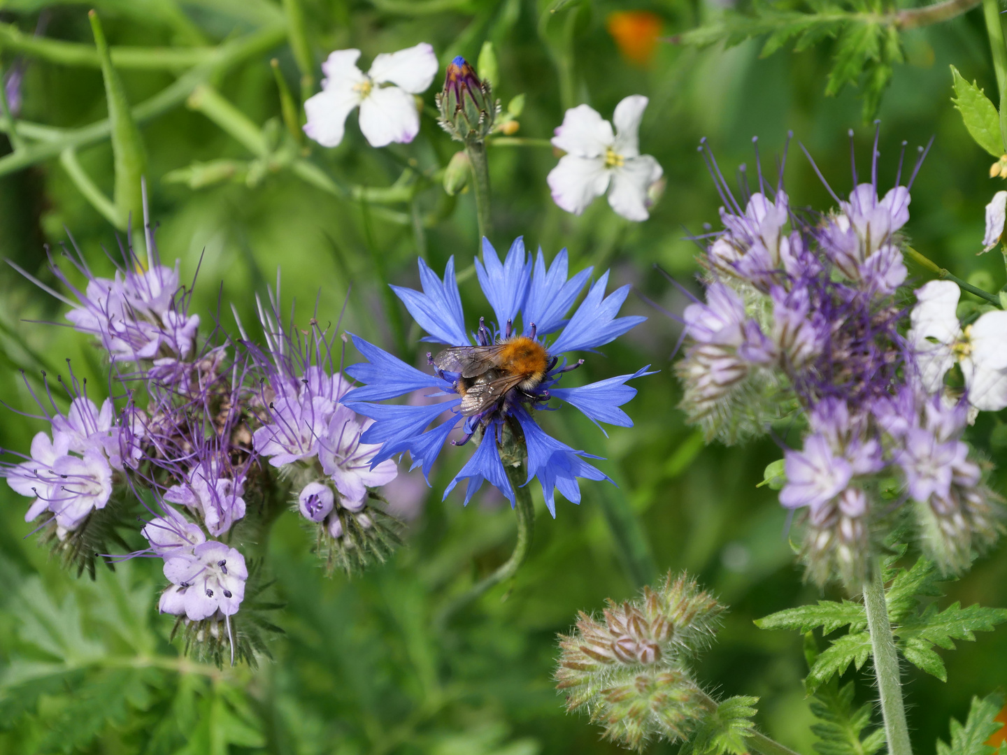 Ich kann mich nicht satt sehen am Treiben und wachsen in unserer Bienenweide!