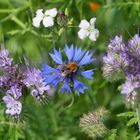 Ich kann mich nicht satt sehen am Treiben und wachsen in unserer Bienenweide!