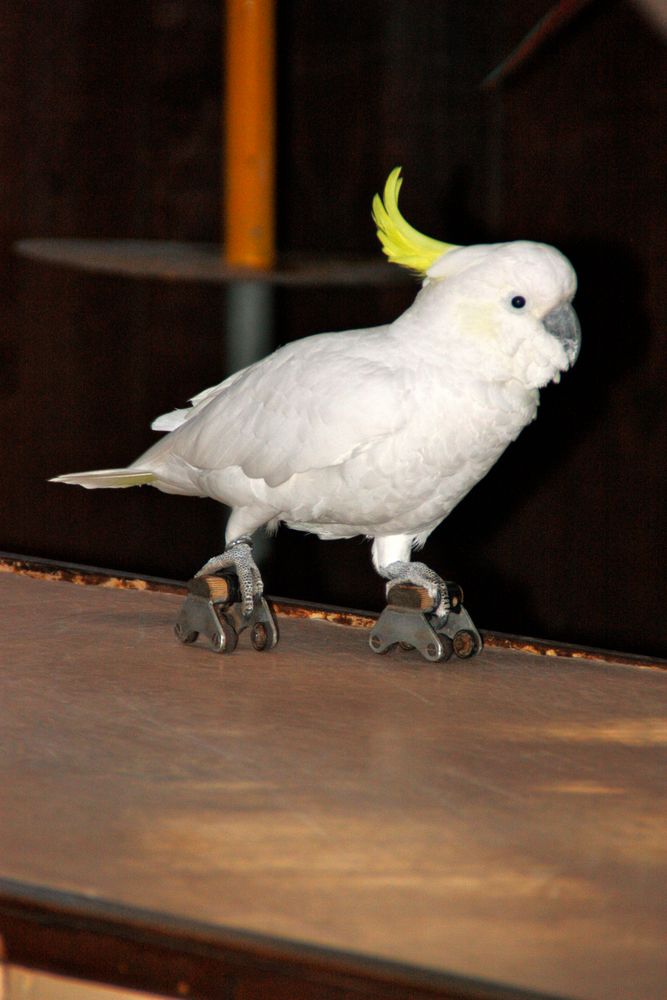 Ich kann Rollschuh fahren!!!