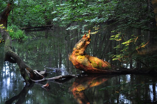 Ich kann sein was ihr wollt