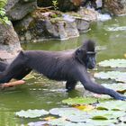 Ich kann über's Wasser gehen