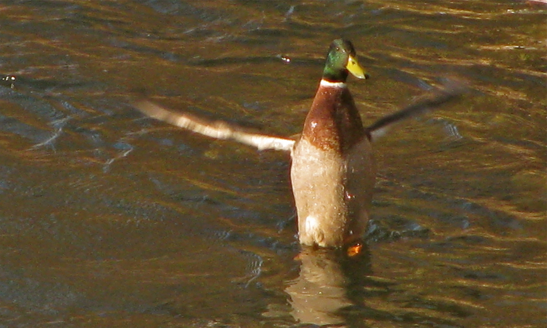 ...ich kann übers Wasser gehen !!!...